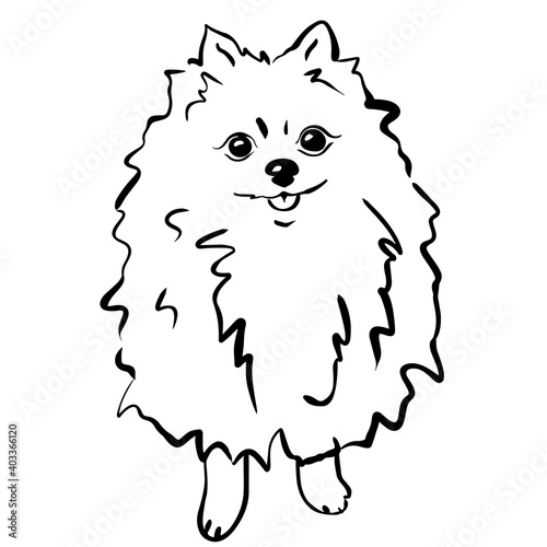 Pomeranian spitz. Black and white sketch. Vector illustration.