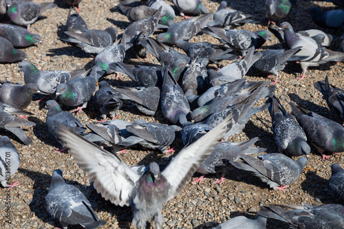 flock of Pigeons among the cityscape.