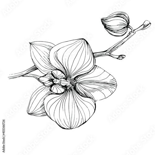 Orchids flower. Floral botanical flower. Isolated illustration element. Vector hand drawing wildflower for background, texture, wrapper pattern, frame or border.