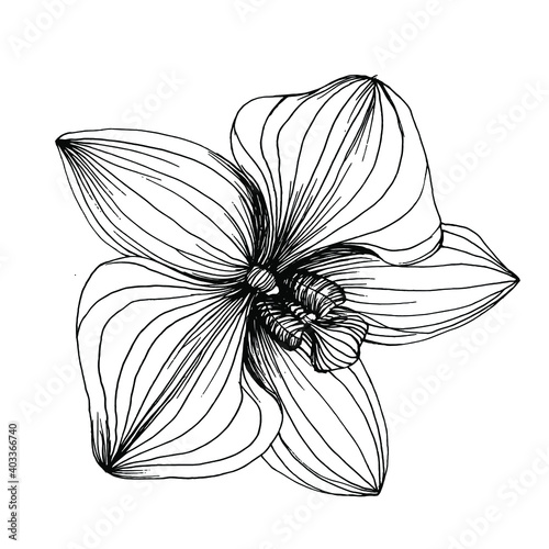 Orchids flower. Floral botanical flower. Isolated illustration element. Vector hand drawing wildflower for background, texture, wrapper pattern, frame or border.