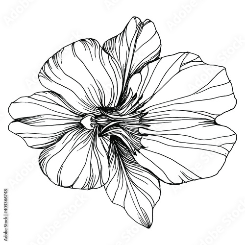 Orchids flower. Floral botanical flower. Isolated illustration element. Vector hand drawing wildflower for background, texture, wrapper pattern, frame or border.