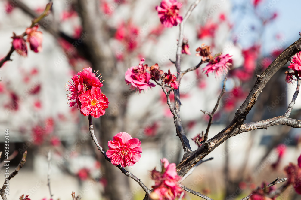 Flowers plum blossoming in spring Flowers plum blossoming in spring