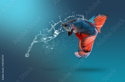 Red betta fish in water splash