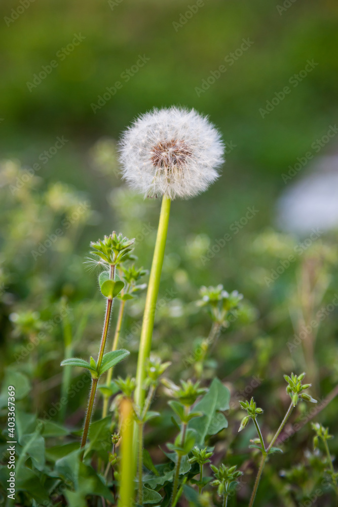 dandelion flower in spring time., fluff of dandelion dandelion flower in spring time., fluff of dandelion