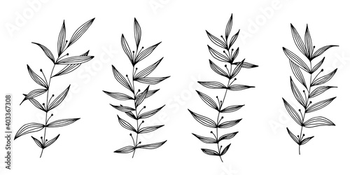 Fototapeta Naklejka Na Ścianę i Meble -  Vector hand drawn set of various silhouette branches with leaves on the white background. Elements design for fabric, wrapping paper and web.