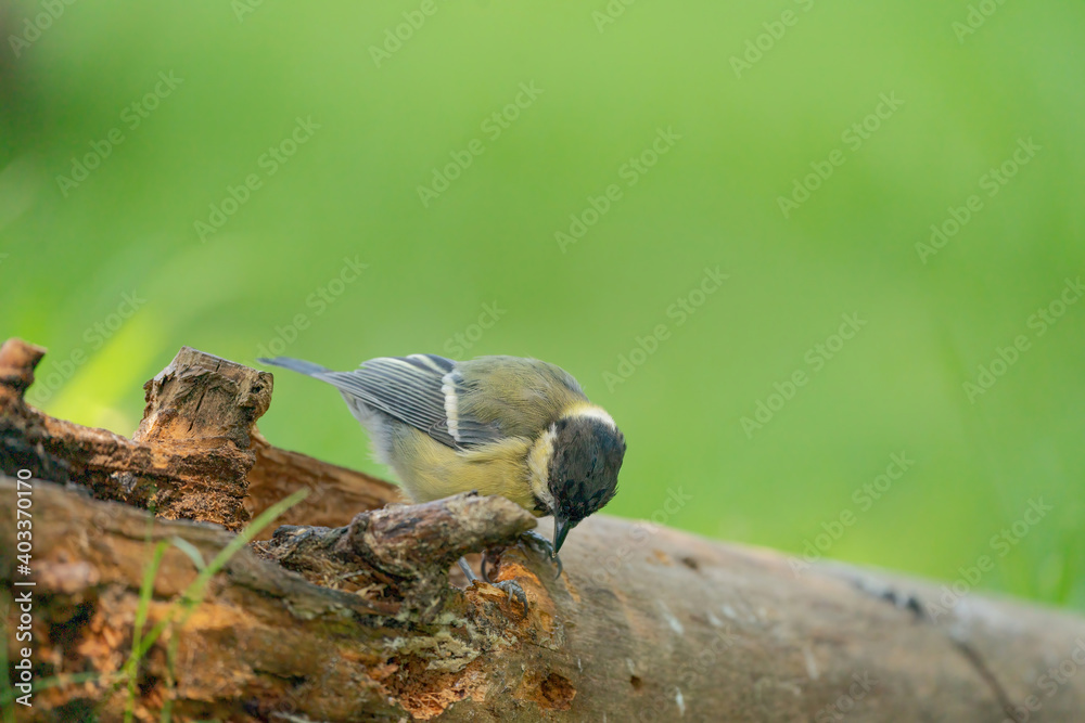 A tit is looking for food on a tree trunk. Great tit, Parus major, on tree trunk in search of food in autumn or winter