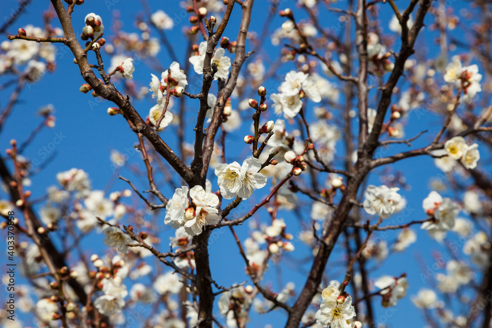 Flowers plum blossoming in spring. Flowers plum blossoming in spring.