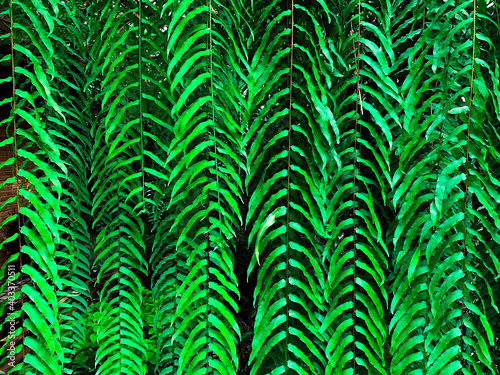 Beautiful green fern leaves background , natural fern pattern .