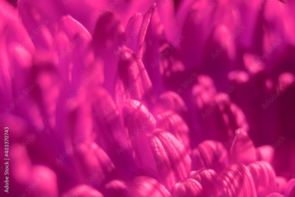 Fototapeta premium gerbera flower macro photo, very close up, natural flower.