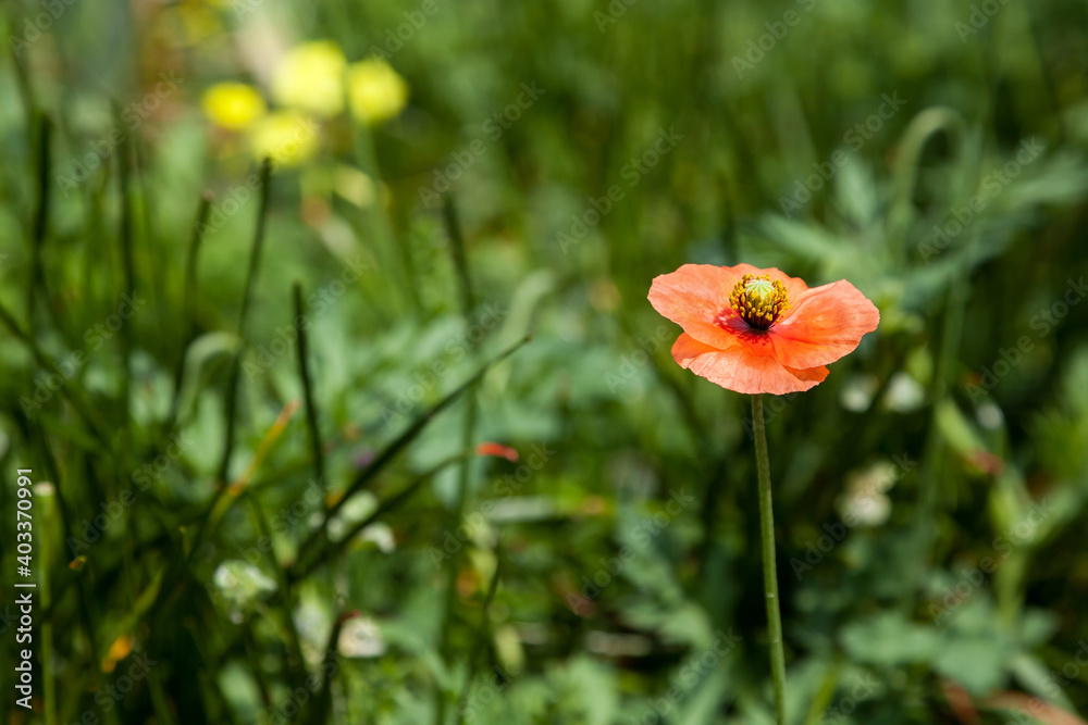 Fototapeta premium Poppy flowers field, summer beautiful landscape.