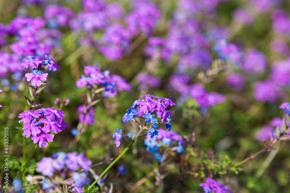 colorful pink moss phlox as background., Pink Moss Flower