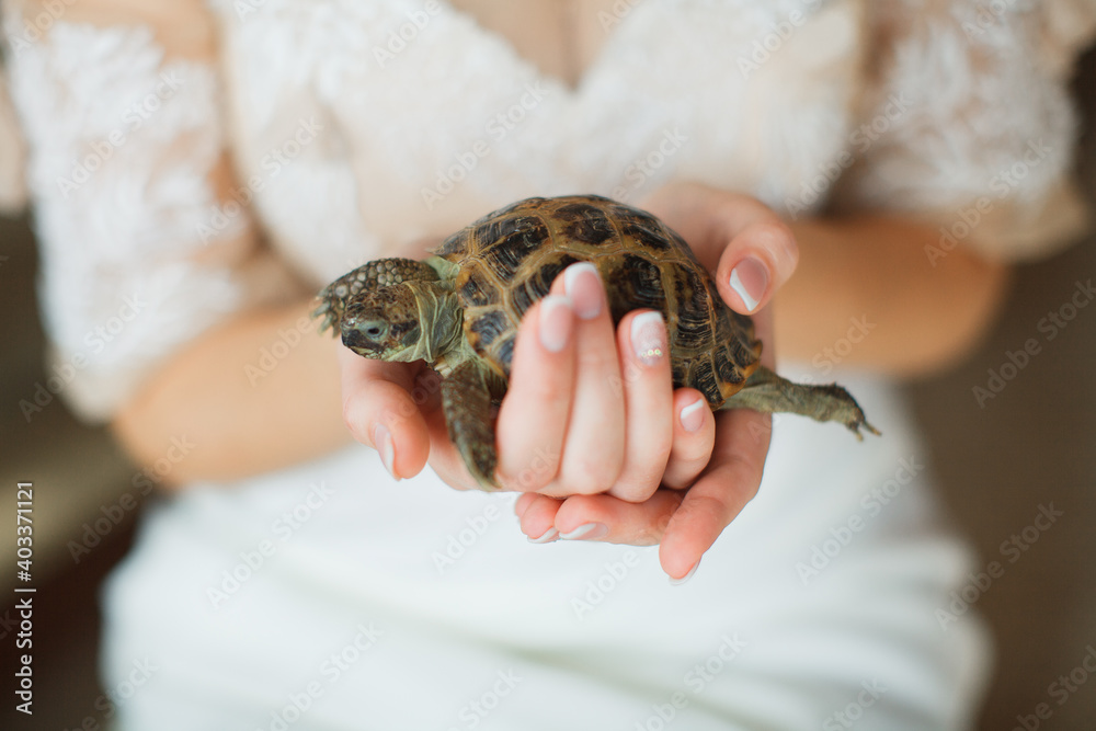 the turtle in his hands. A woman holds a turtle in her hands. pet turtle. the turtle in his hands. A woman holds a turtle in her hands. pet turtle.