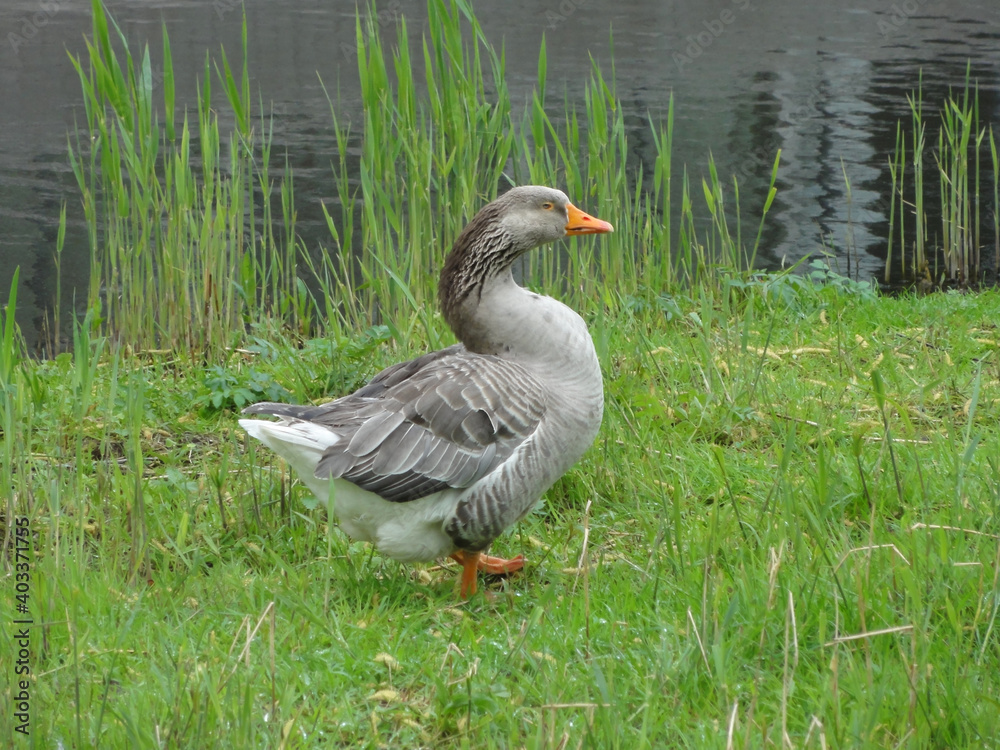 Fototapeta premium A duck near a water channel in the residential area of City Gouda.