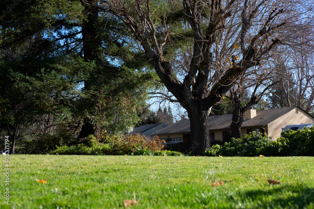 Obraz premium spring in the garden