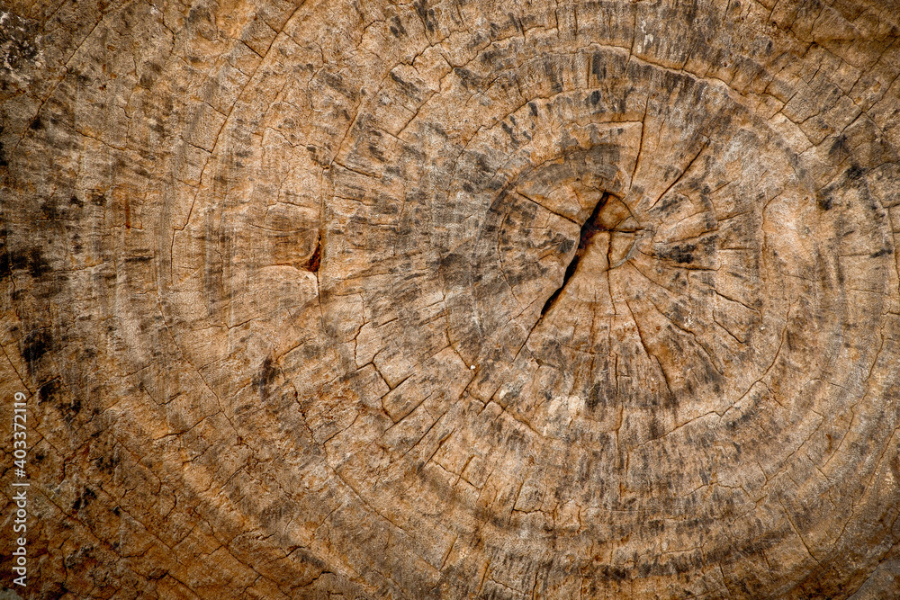 Naklejka premium Brown dried tree stump shows annual rings. The annual ring are used to indicate the age of a dicotyledon tree.