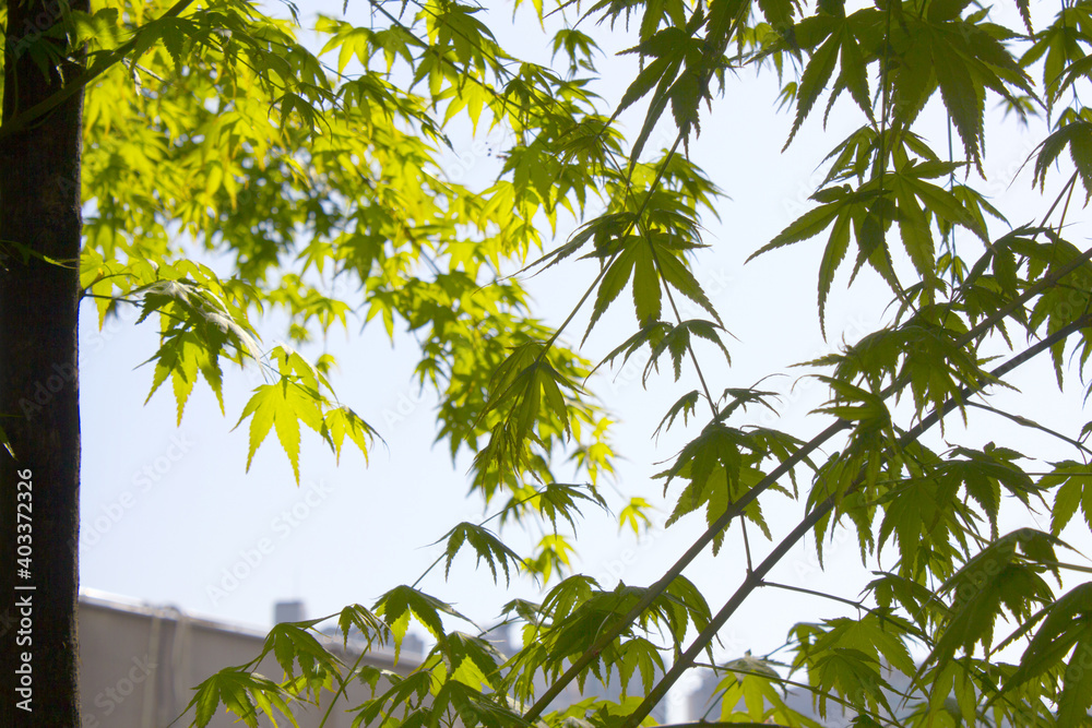close up Summer maple leaves. close up Summer maple leaves.