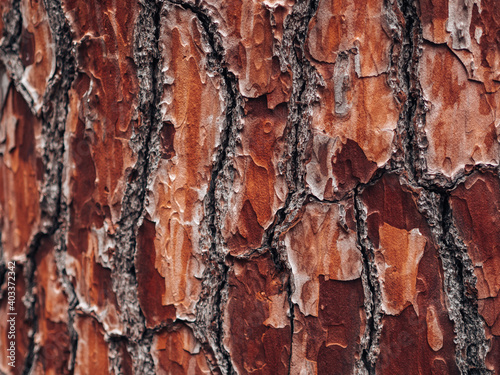 The bark of the tree. Texture image.