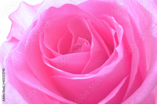 Pink rose 