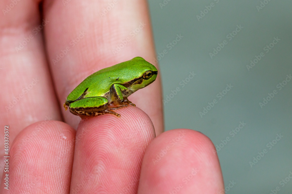 Europäischer Laubfrosch (Hyla arborea) Europäischer Laubfrosch (Hyla arborea)