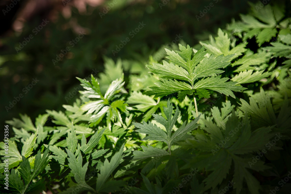 An eye level perspective of a meadow of partially sunlit and shaded view of lush deep green Pacific Waterleaf An eye level perspective of a meadow of partially sunlit and shaded view of lush deep green Pacific Waterleaf