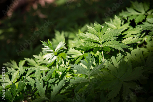 An eye level perspective of a meadow of partially sunlit and shaded view of lush deep green Pacific Waterleaf  photo