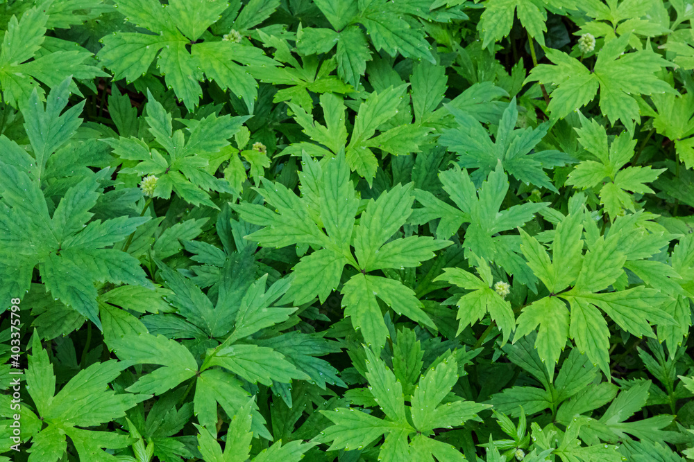 A topside perspective of a meadow of partially sunlit lush vibrant green Pacific Waterleaf 