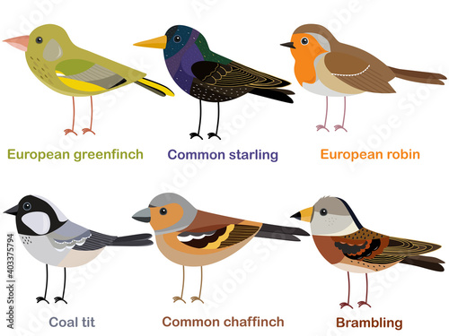 Cute bird vector illustration set, Greenfinch, Robin, Starling, Chaffinch, Coal tit, Brambling