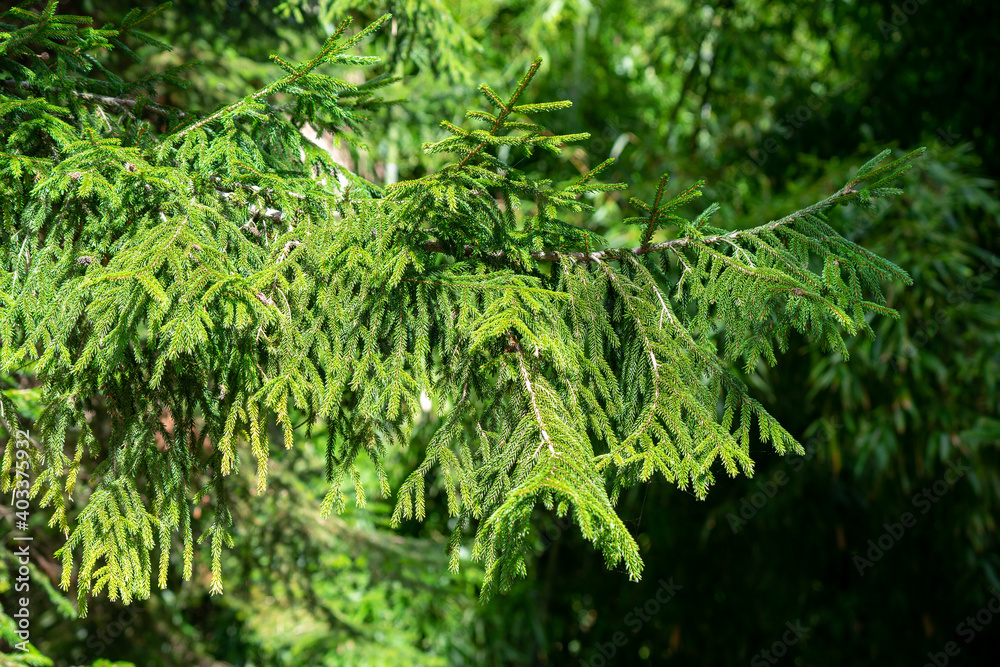 Natural background with green coniferous tree branches. Natural background with green coniferous tree branches.