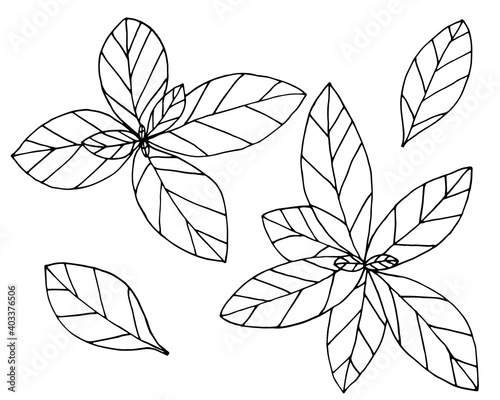 Basil hand drawn isolated on white background, set. Plant with leaves, spice for food. Vector illustration.