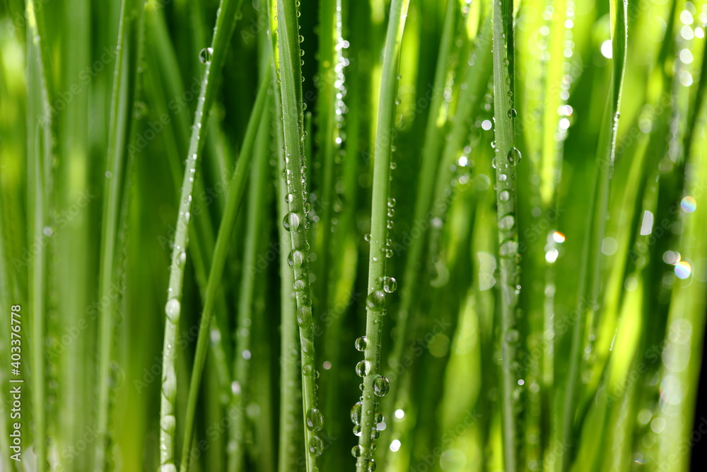 Closeup Wheatgrass With water droplets on the trunk Closeup Wheatgrass With water droplets on the trunk