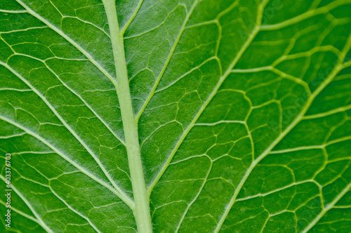 Texture of a green tree leaf close-up