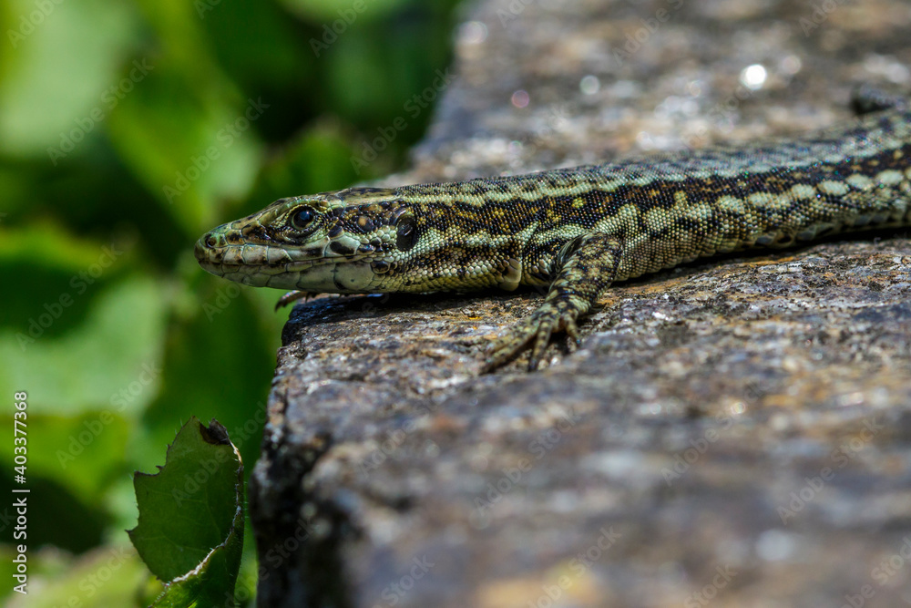 Mauereidechse (Podarcis muralis) Mauereidechse (Podarcis muralis)