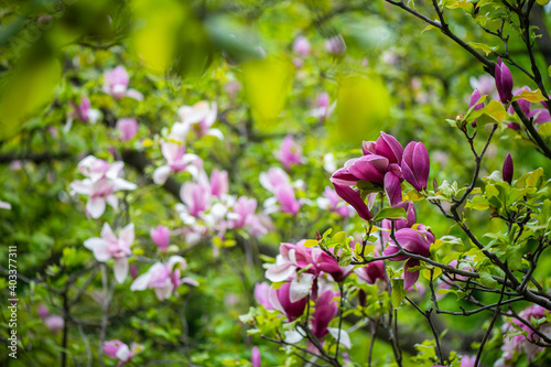 Nice pink magnolia tree flowers at spring sunny day, nature awakening