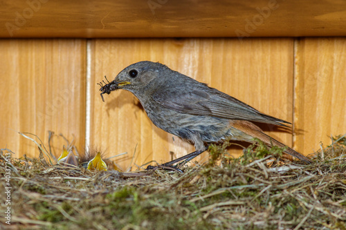 Hausrotschwanz (Phoenicurus ochruros) Weibchen am Nest photo