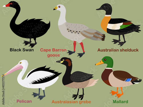 Cute bird vector illustration set, Mallard, Grebe, Shelduck, Pelican, Swan, Cape Barren Goose