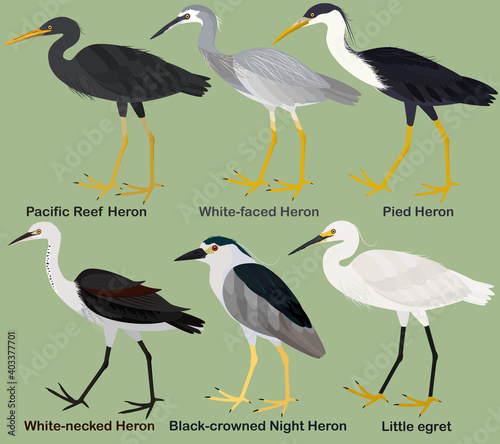 Cute wading bird vector illustration set, White-faced Heron, White-necked, Pied, Pacific Reef Heron, Black-crowned Night Heron, Little egret