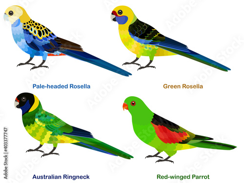 Cute Australia parrots, Rosella bird vector illustration set, Pale-headed, Green Rosella, Australian Ringneck, Red-winged Parrot