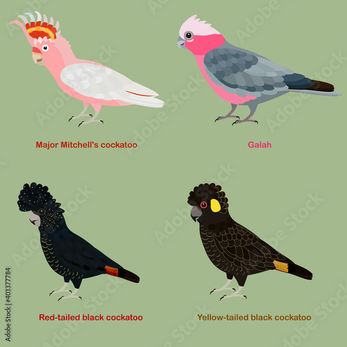 Cute Australia Cockatoo, parrot bird vector illustration set, Galah, Major Mitchell cockatoo, Leadbeater, pink cockatoo, Red-tailed, black cockatoo, yellow tailed black cockatoo