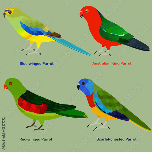 Cute Australia parrot bird vector illustration set, Blue-winged, Australian King Parrot, Red-winged, Scarlet-chested Parrot
