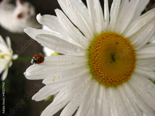 ladybug on chamomile