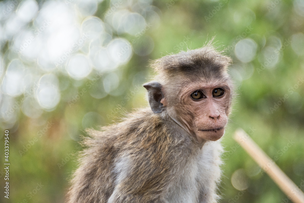 Fototapeta premium Macacos en Sri Lanka