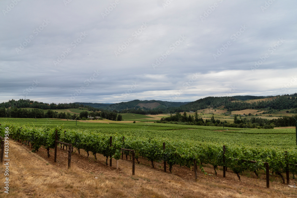 A distant view of a well manicured vineyard with rows of trestled grapevines, trees and hills in the background under a blue sky with white clouds