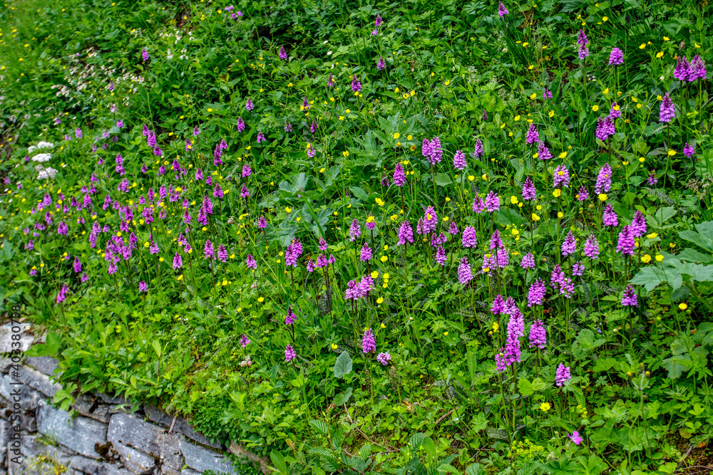 Geflecktes Knabenkraut (Dactylorhiza maculata)