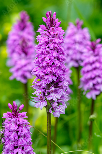 Geflecktes Knabenkraut  Dactylorhiza maculata 