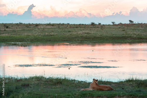 Fototapeta Naklejka Na Ścianę i Meble -  Lions in Africa