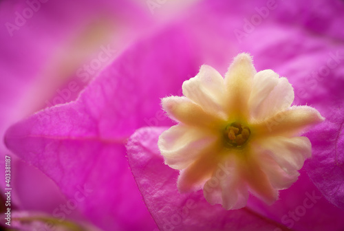Bougainvillea