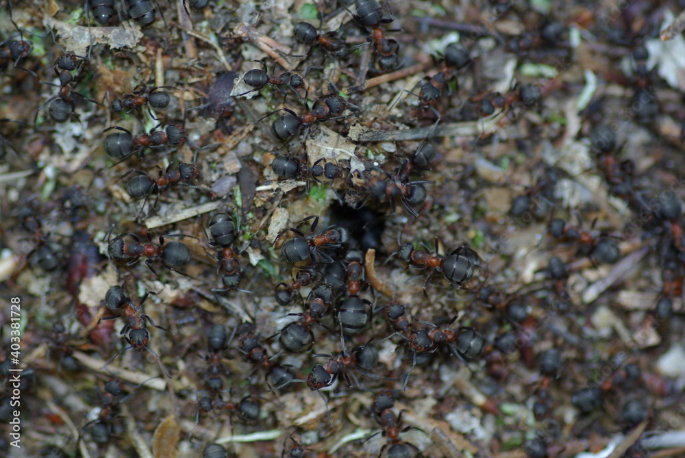 Obraz premium Anthill in the forest. View from above.