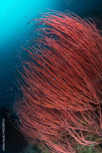 Red whip coral on coral reef Ellisella ceratophyta photo