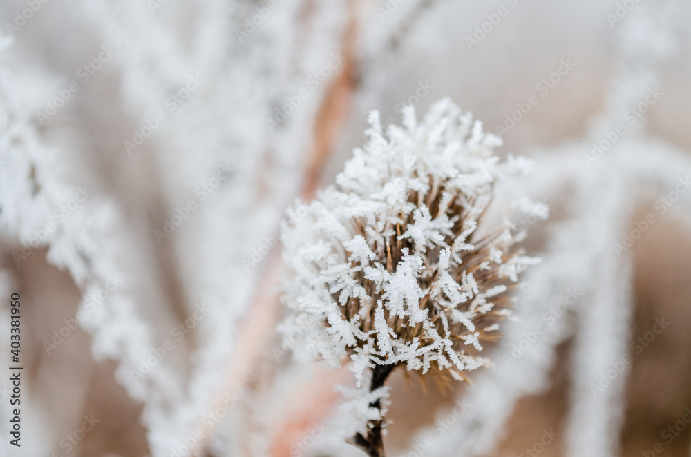 The first snow in the plains of Vojvodina. Novi Sad, Serbia 