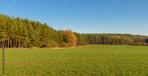 mixed forest in autumn next to green field